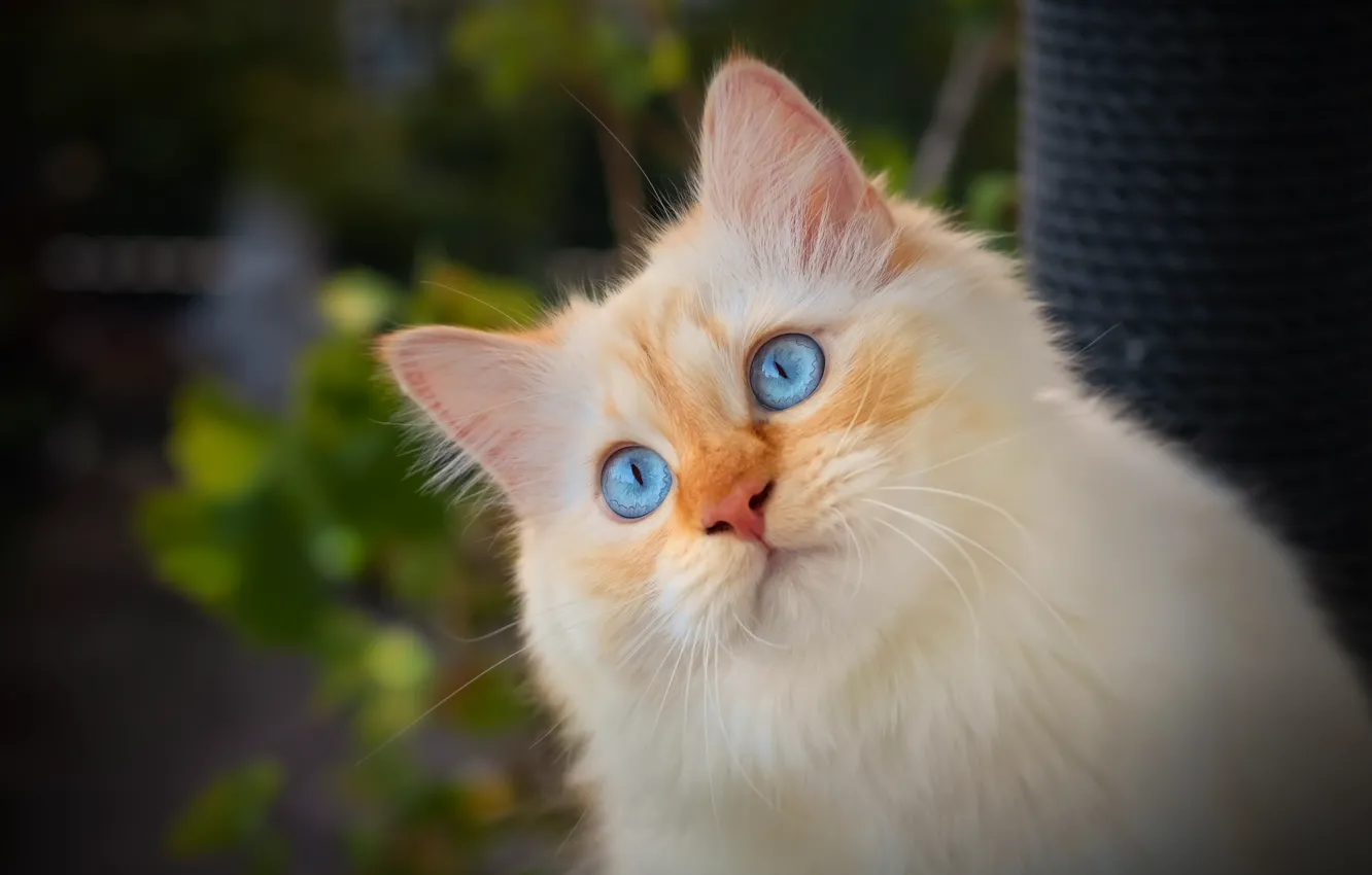 Photo wallpaper cat, look, portrait, muzzle, blue eyes, cat