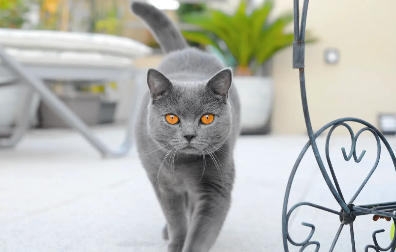 Photo wallpaper cat, cat, look, face, pose, grey, tail, walk