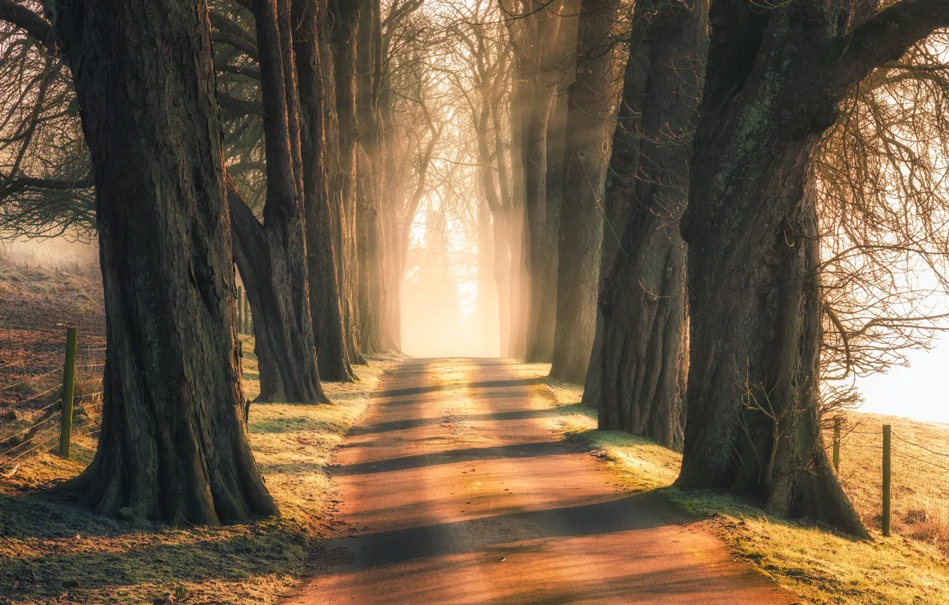 Photo wallpaper road, forest, rays, trees, branches, nature, fog, Park