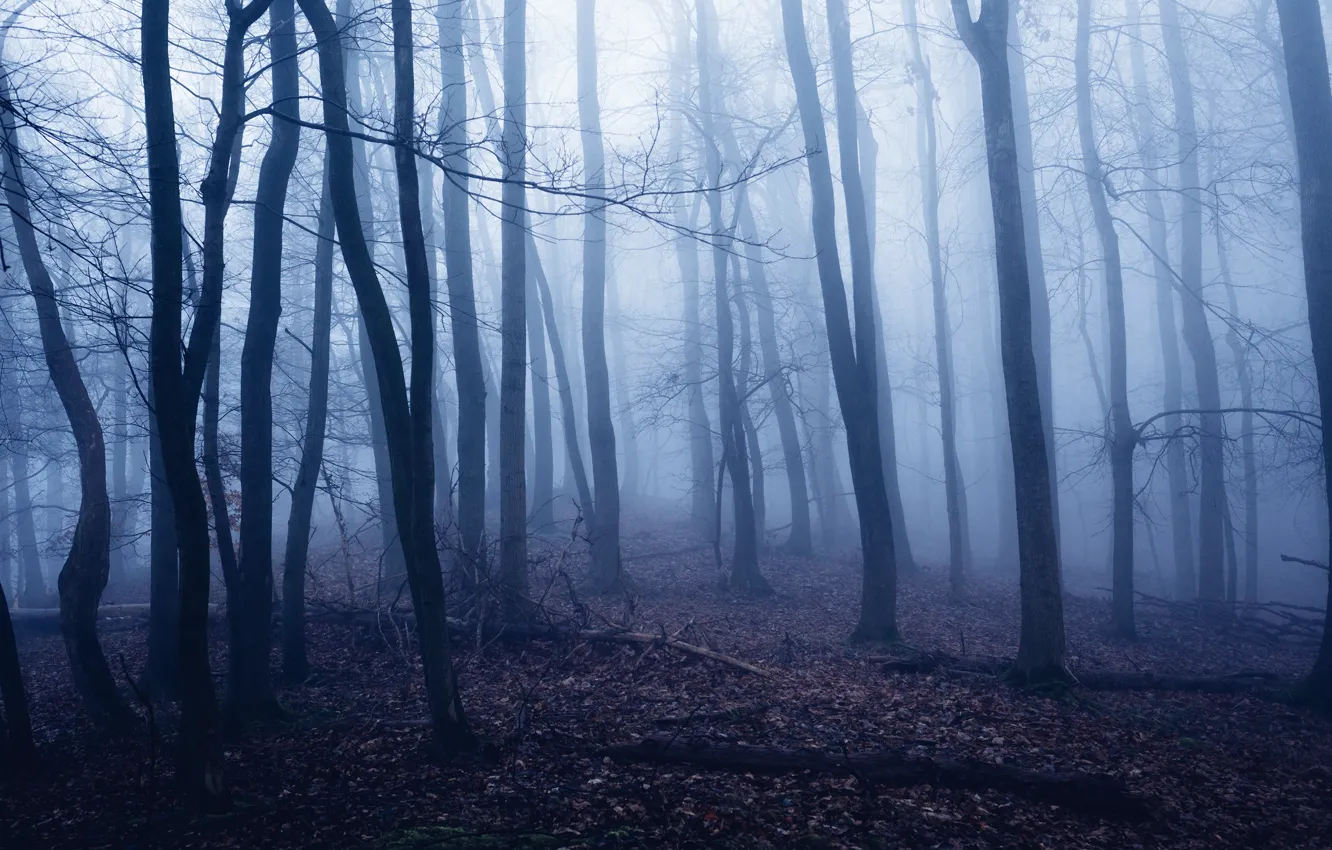 Photo wallpaper forest, trees, nature, fog, Oliver Henze