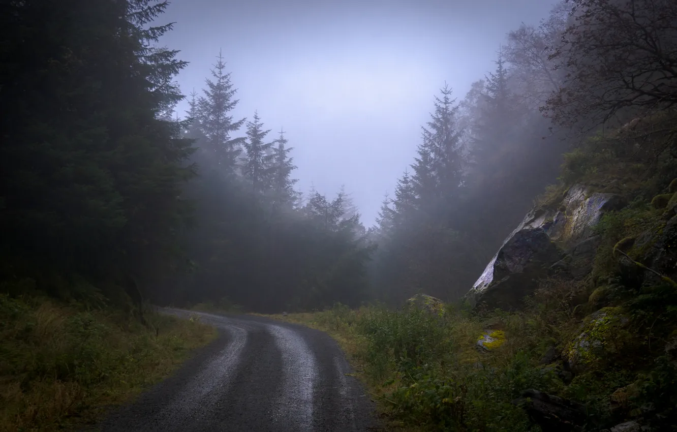 Photo wallpaper road, forest, trees, nature, fog, stones