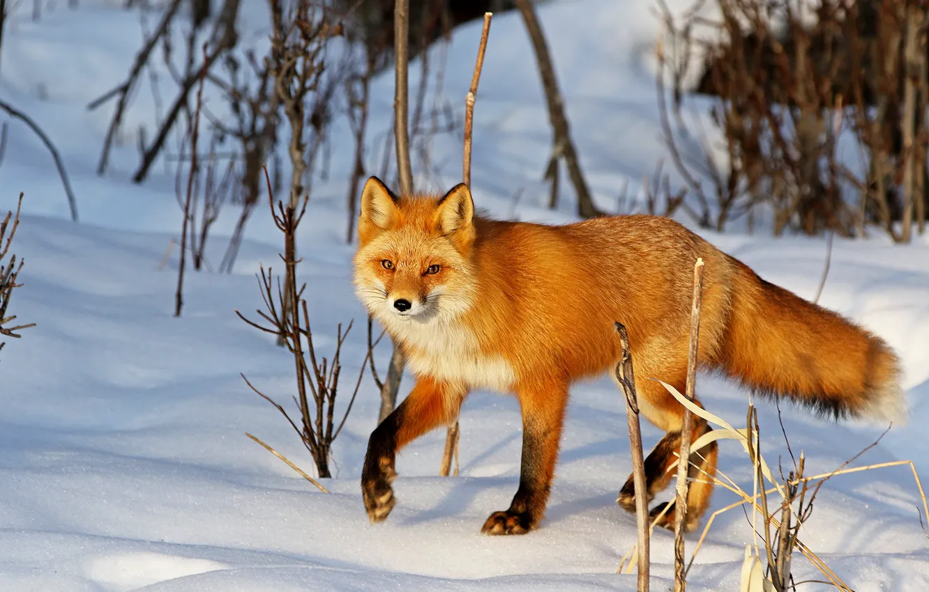 Photo wallpaper winter, look, light, snow, branches, nature, pose, legs