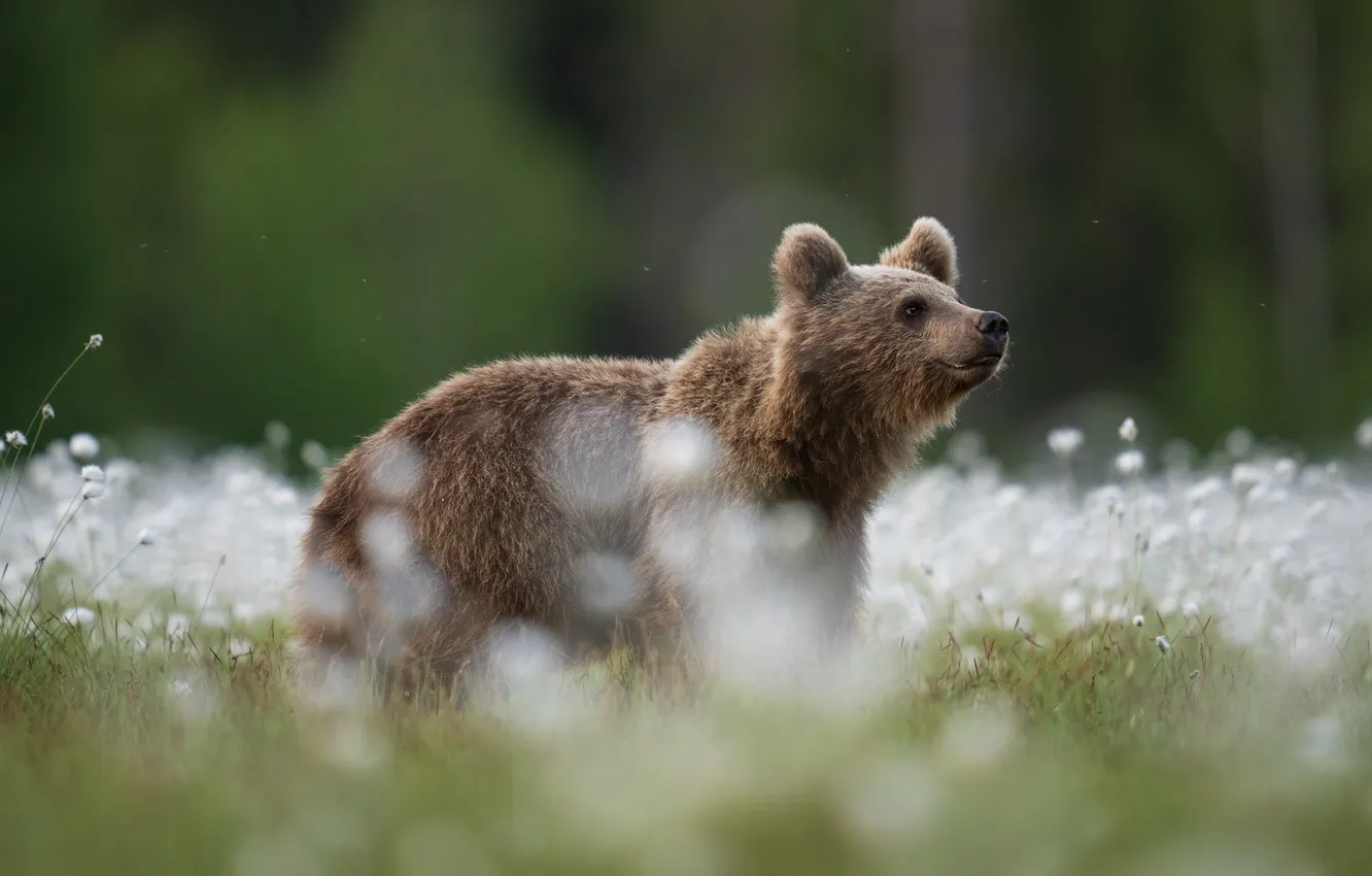 Photo wallpaper bear, bear, face, cotton