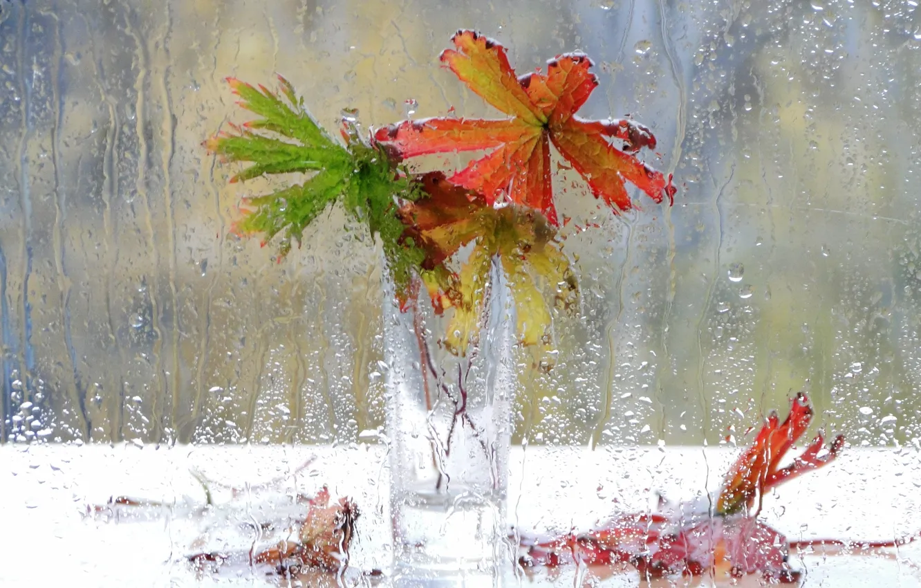 Photo wallpaper drops, flowers, rain, window, vase, still life