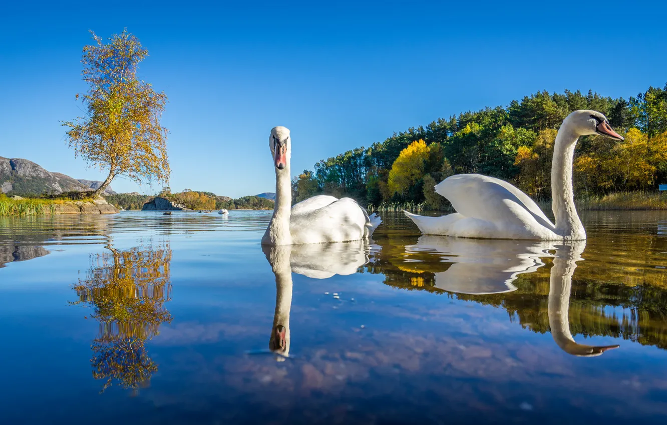 Photo wallpaper autumn, trees, lake, bird, Norway, swans, Lutsivannet