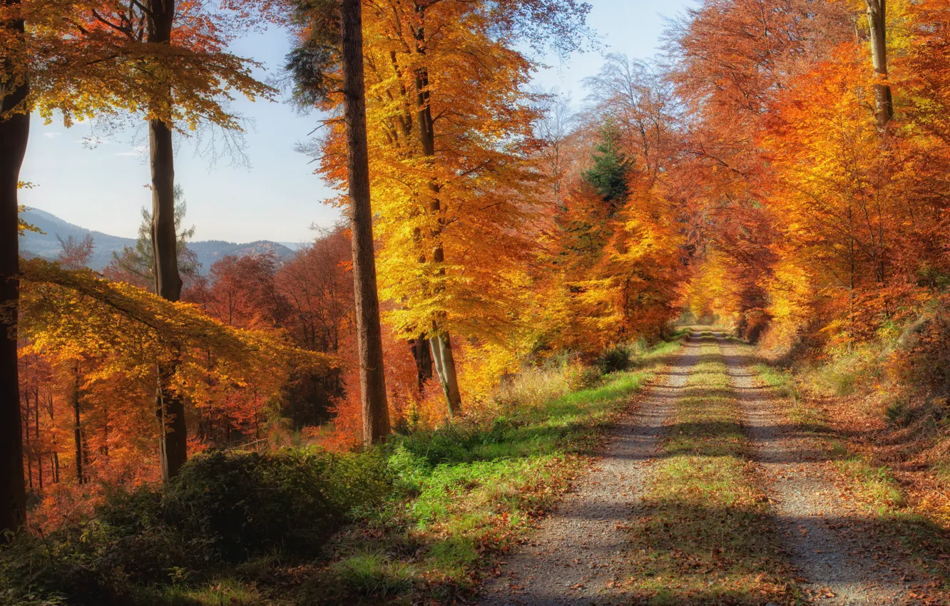 Photo wallpaper road, autumn, forest, leaves, trees, mountains, yellow, Sunny