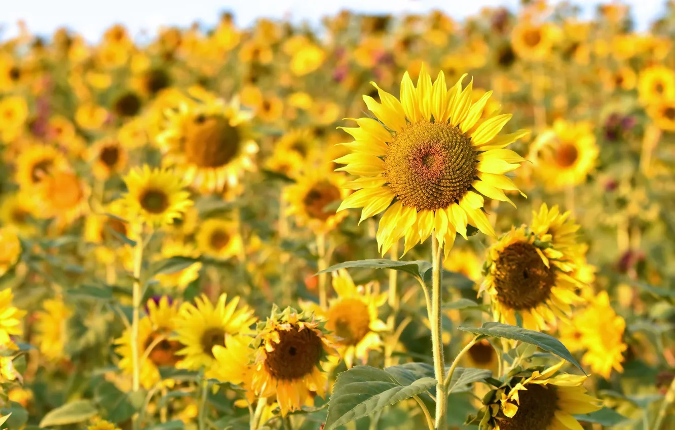 Photo wallpaper summer, sunflowers, nature