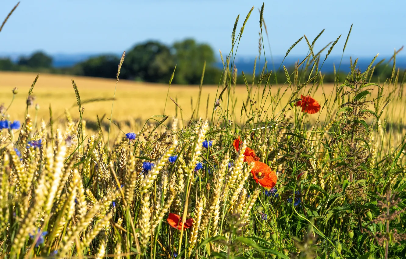 Photo wallpaper wheat, field, summer, flowers, nature, Maki, ears, cereals