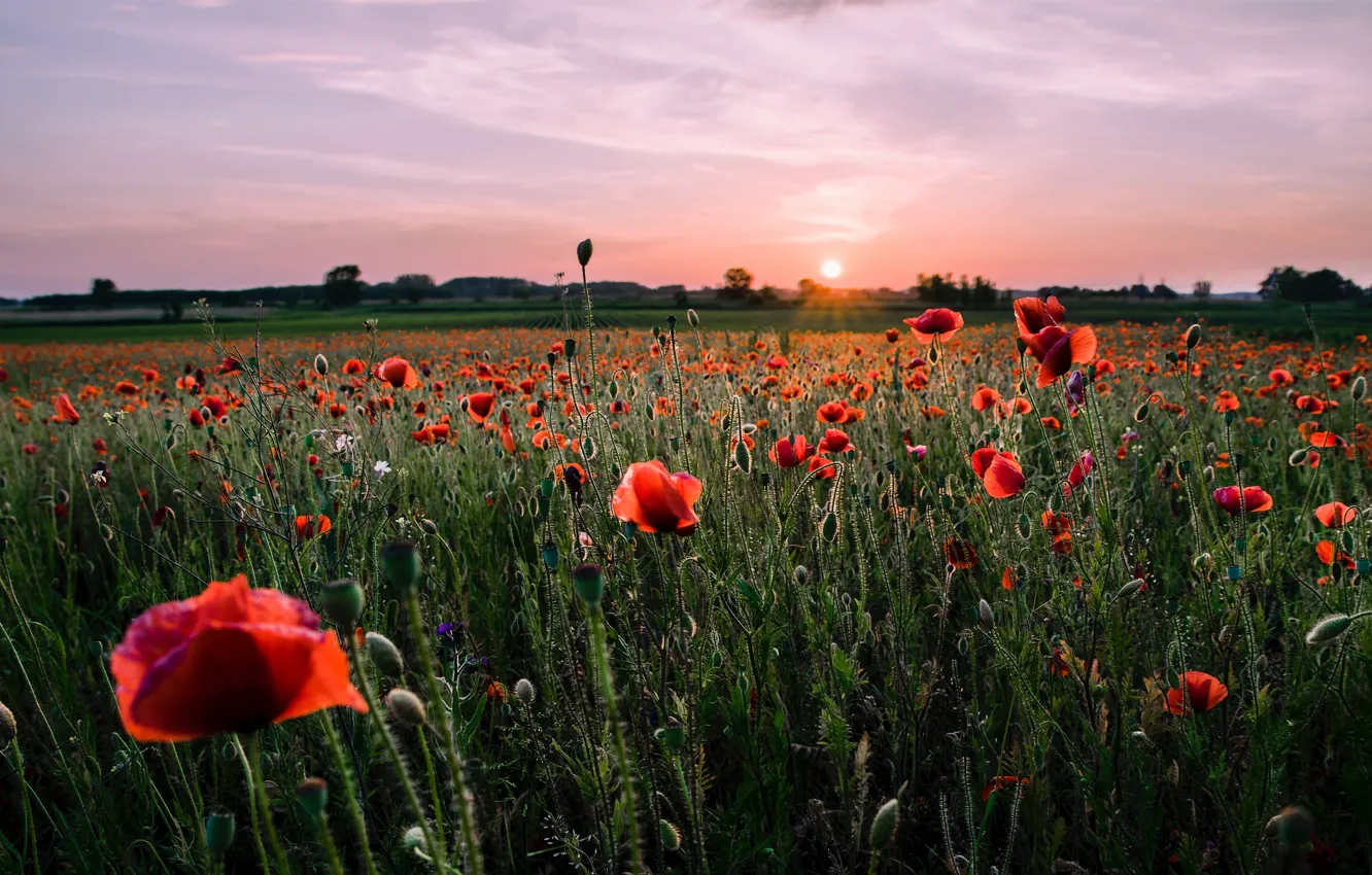 Photo wallpaper field, summer, sunset, flowers, Maki, the evening, meadow, red
