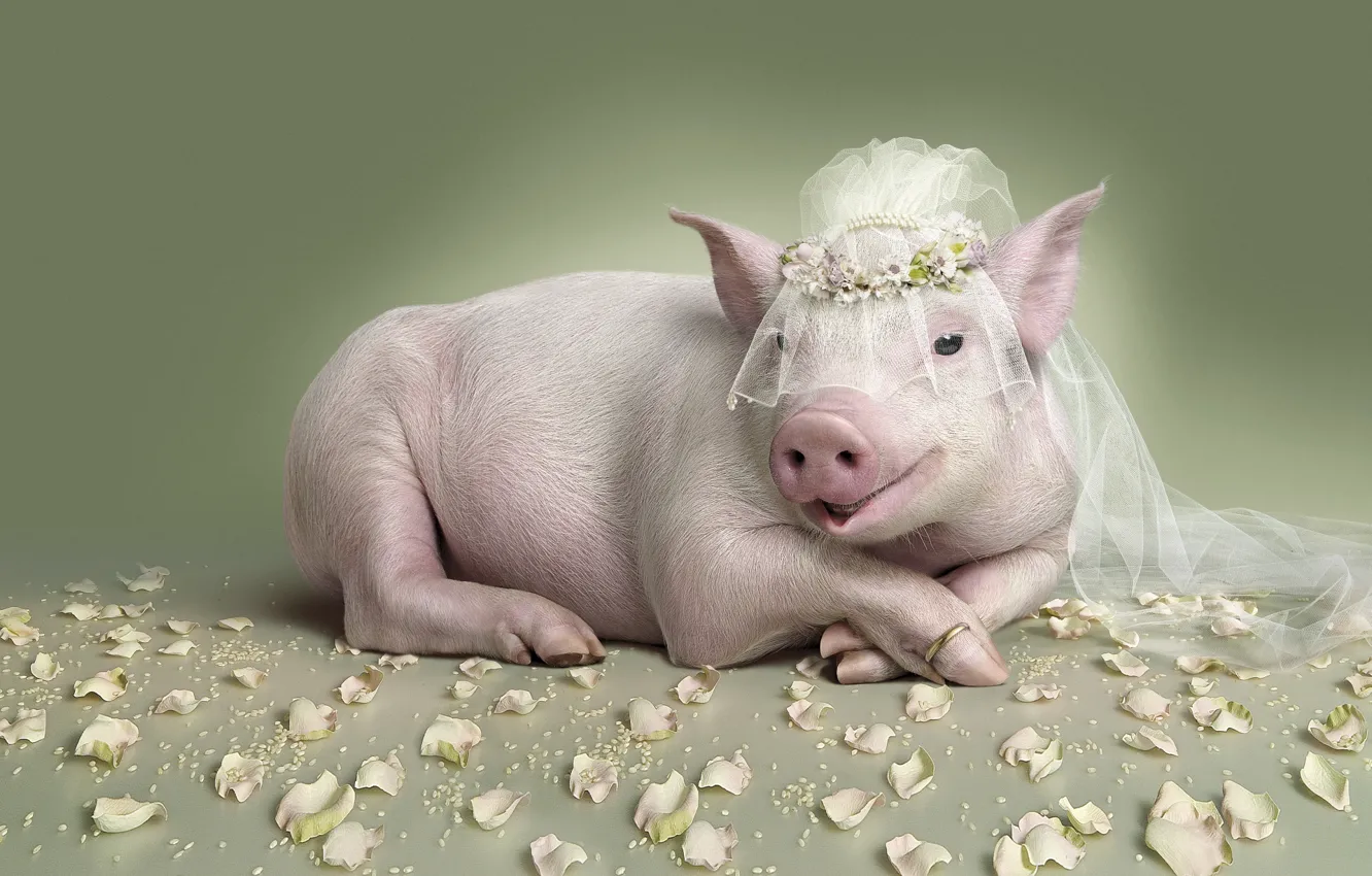 Photo wallpaper petals, ring, the bride, wedding, pig, piggy