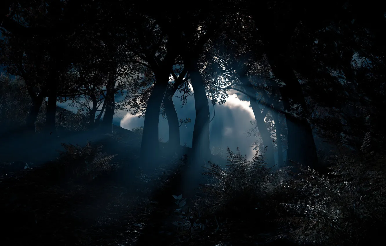 Photo wallpaper forest, the sky, clouds, trees, night, nature, plant, moonlight