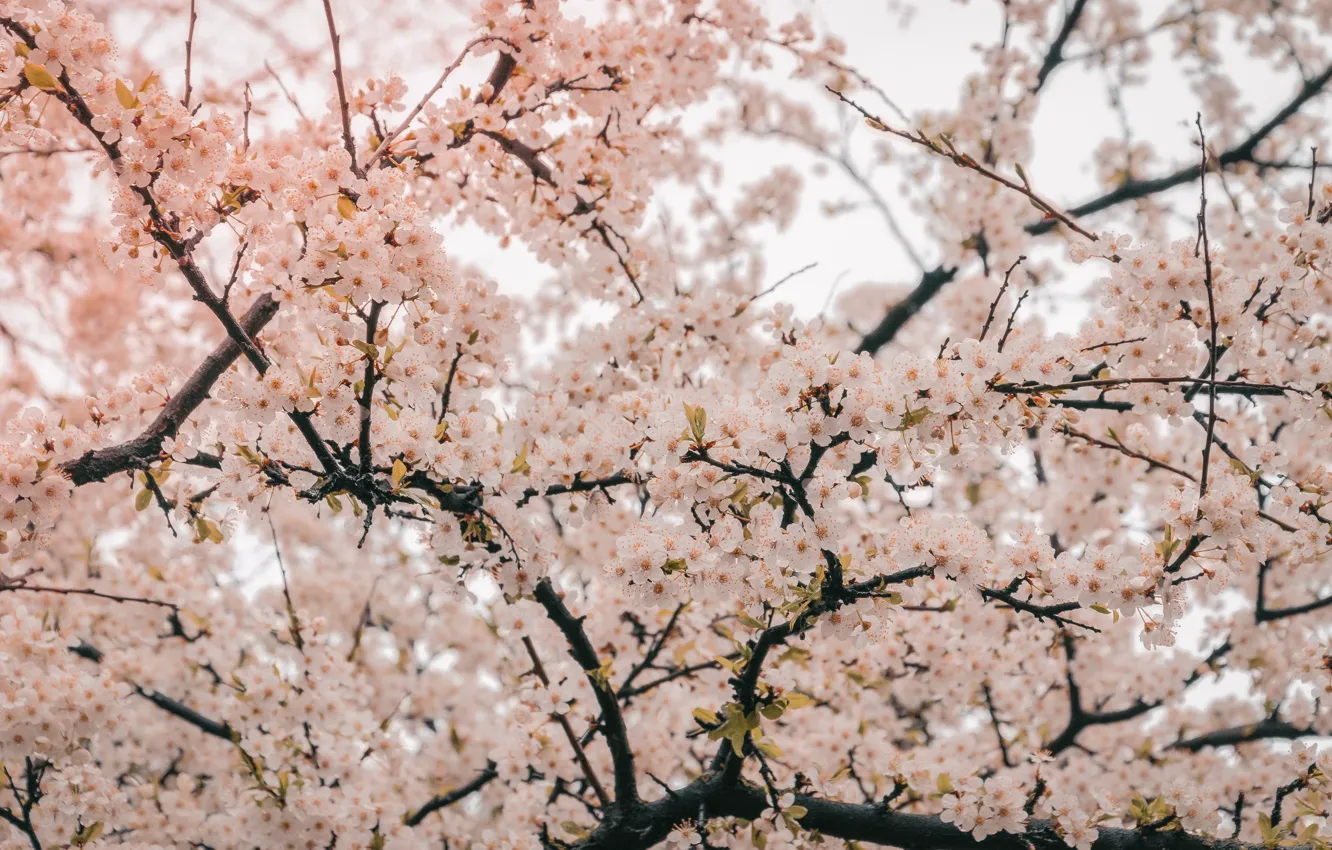 Photo wallpaper trees, flowers, nature, cherry, plant, close-up, nature, blossom