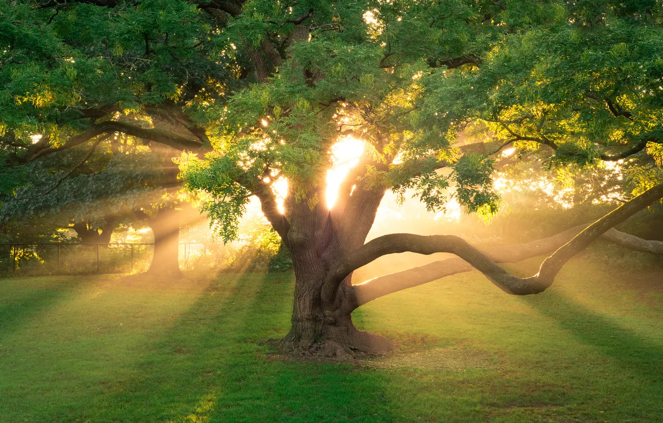 Photo wallpaper summer, the sun, trees, branches, nature, dawn, morning, the sun's rays