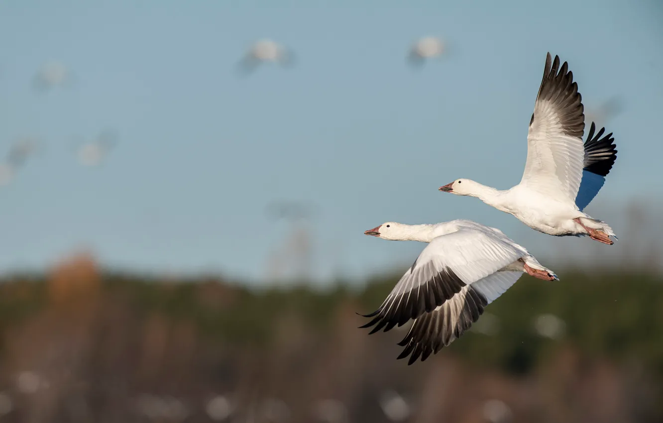 Photo wallpaper field, the sky, flight, bird, two, pair, white, geese
