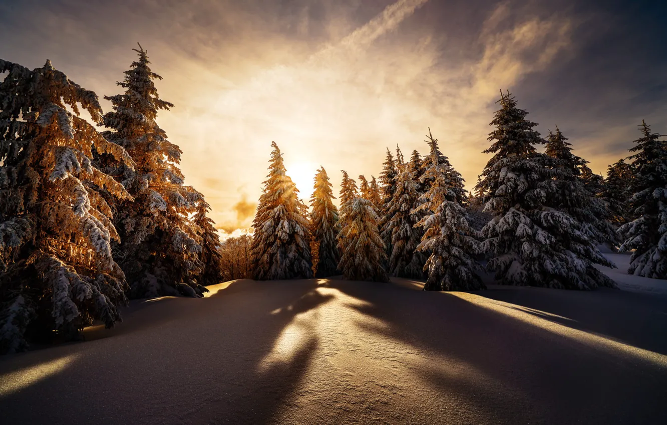 Photo wallpaper winter, snow, trees, landscape, sunset, nature, shadow, ate