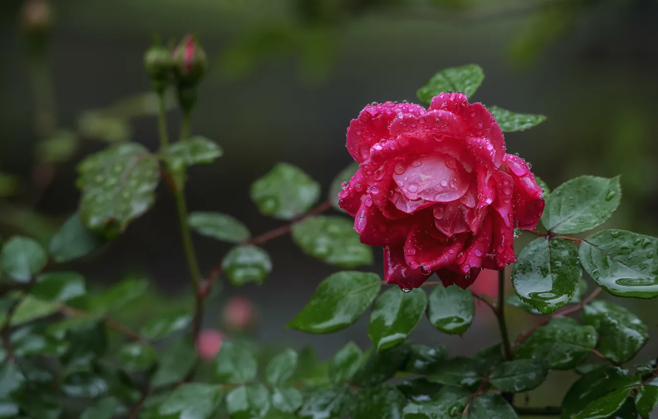 Photo wallpaper drops, rose, Bud, after the rain