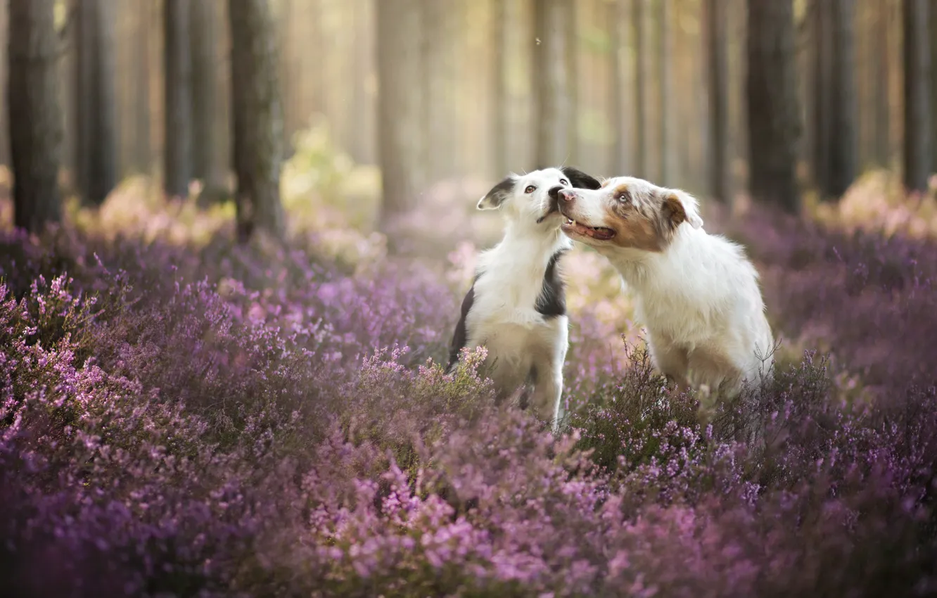 Photo wallpaper forest, dogs, friends