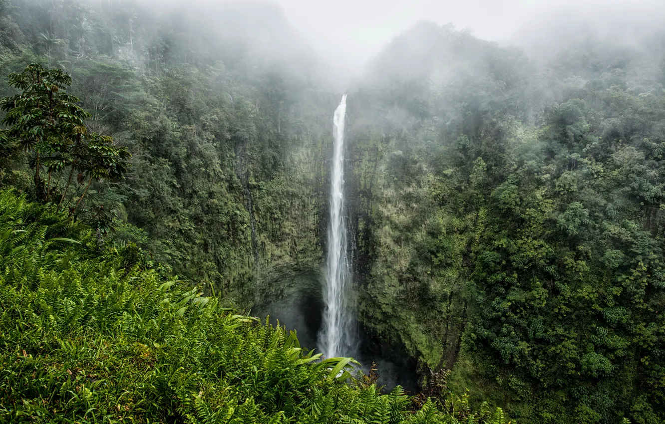 Photo wallpaper fog, tropics, rocks, waterfall, jungle, Hawaii, USA, the bushes
