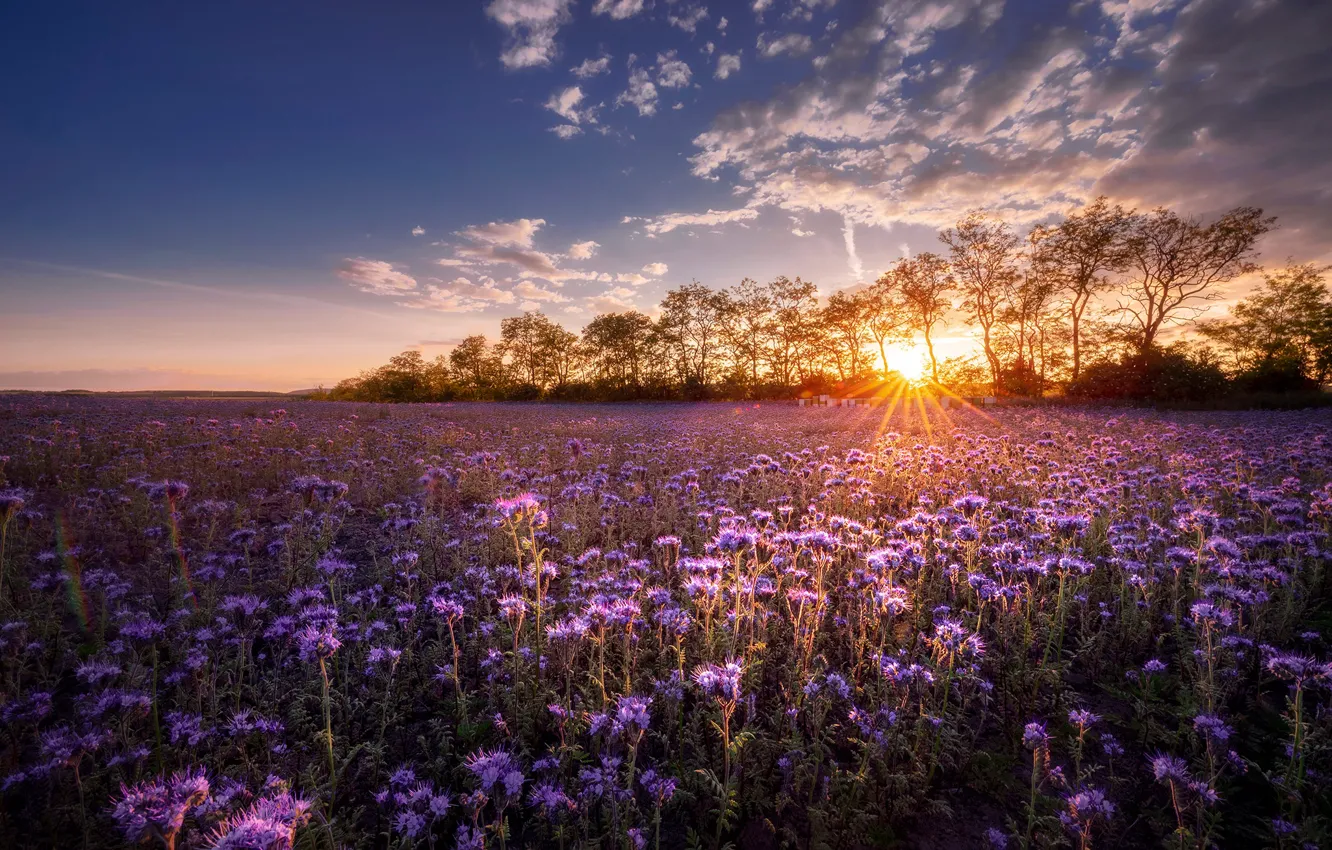 Photo wallpaper trees, sunset, flowers, meadow, Hungary
