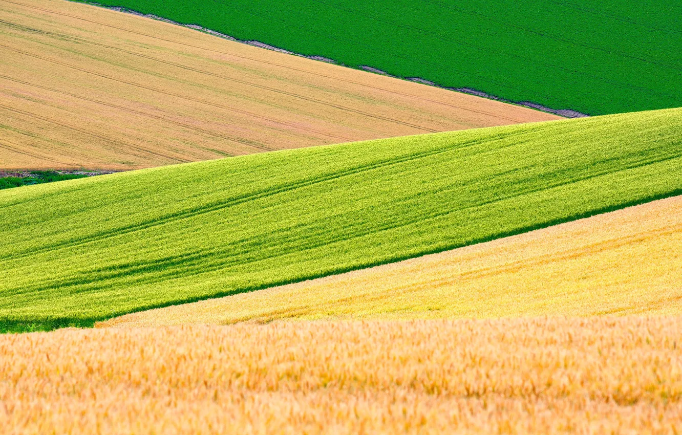 Photo wallpaper road, Hokkaido, road, wheat fields, Hokkaido, Biei, Biei, Wheat Field
