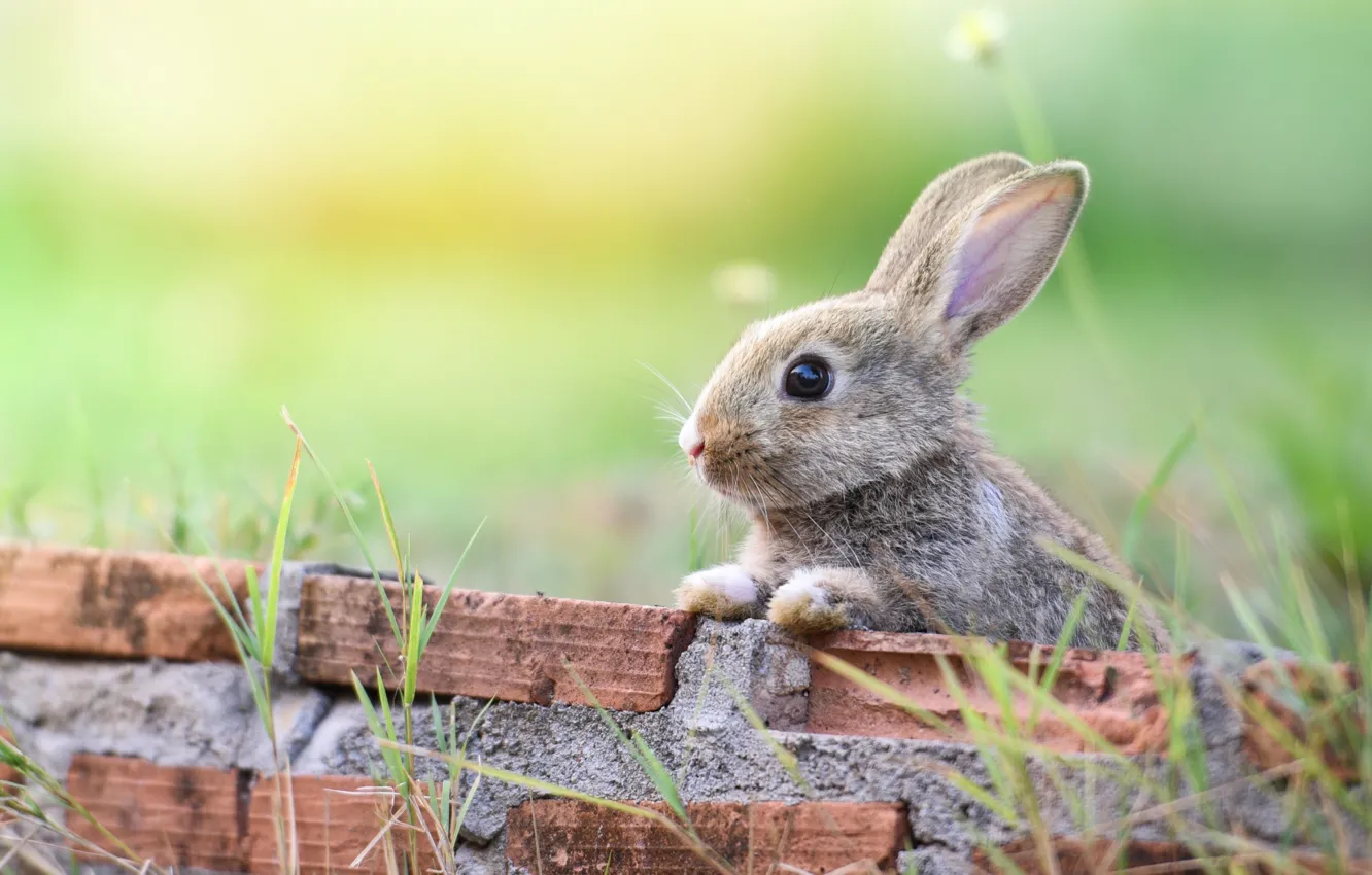 Photo wallpaper grass, grey, hare, rabbit, bricks, rabbit, hare
