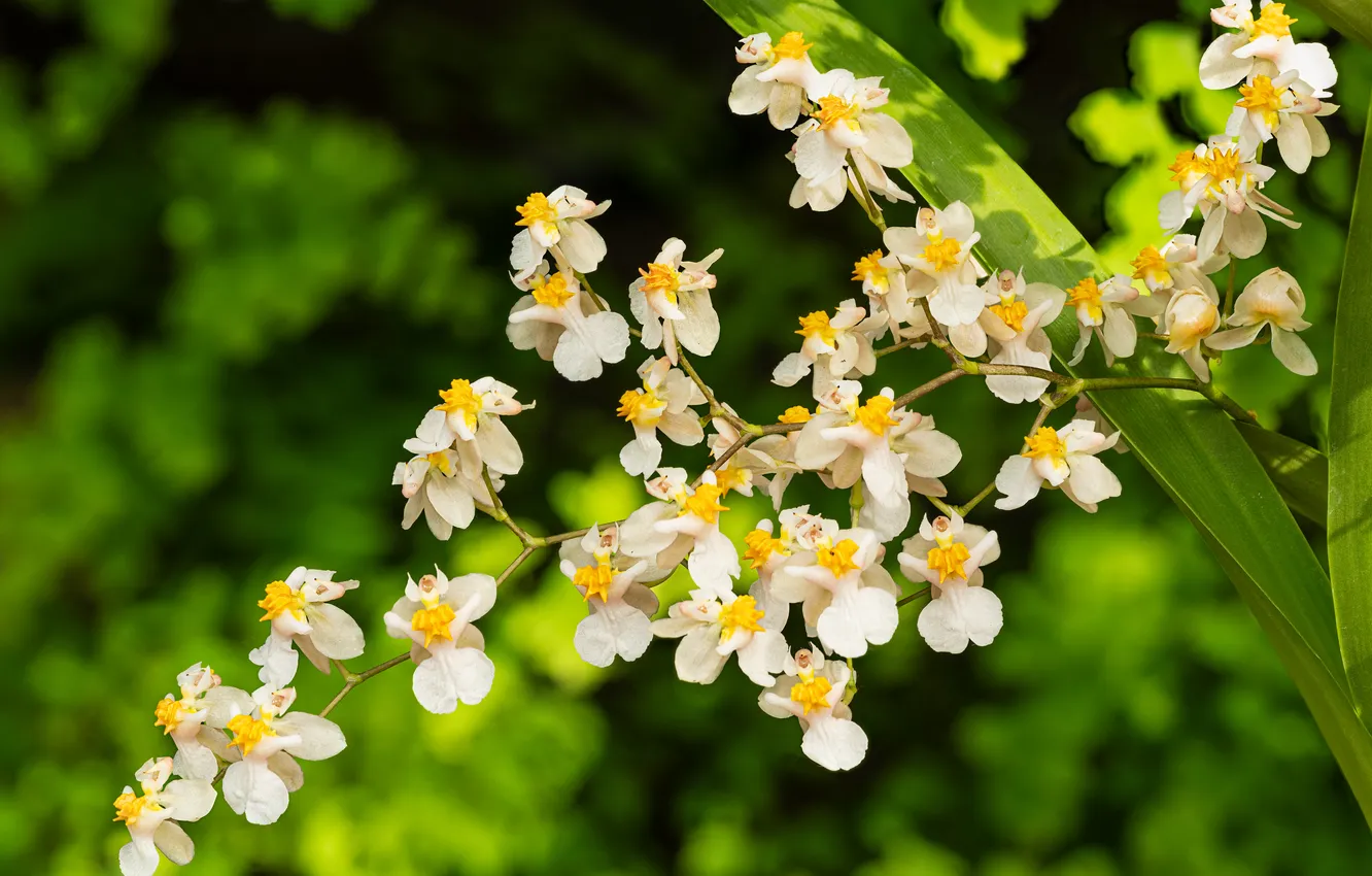 Photo wallpaper greens, flowers, background, Orchid