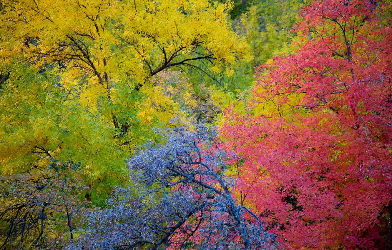 Photo wallpaper autumn, leaves, trees, Utah, USA, Zion National Park, the crimson