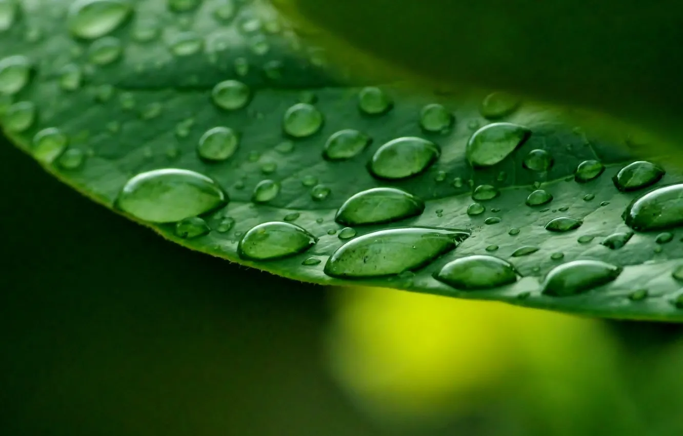 Photo wallpaper leaves, water, drops, macro, green, Rosa, background, green