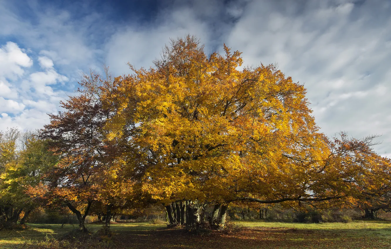 Photo wallpaper autumn, the sky, grass, clouds, trees