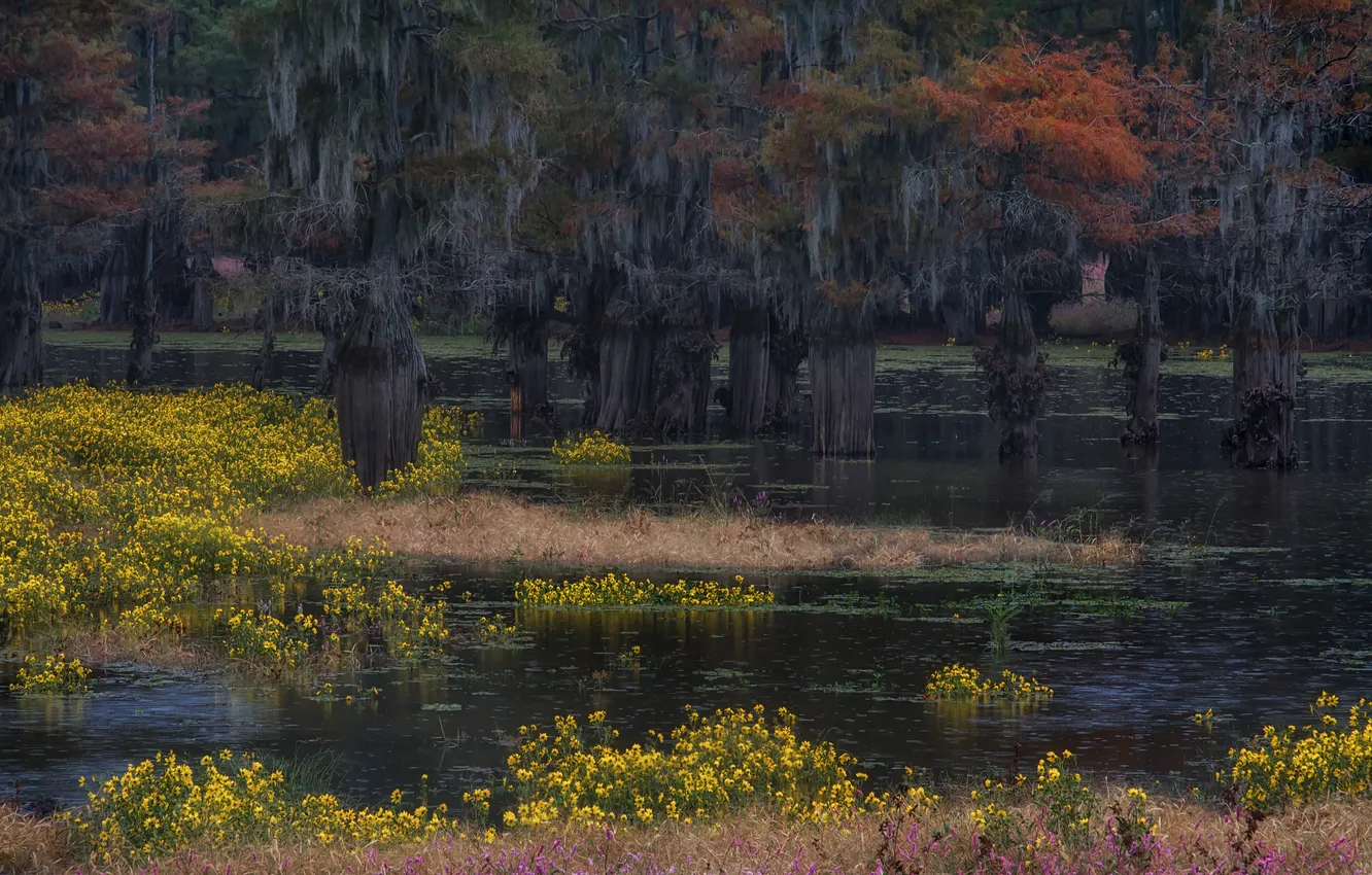 Photo wallpaper forest, water, trees, flowers, Park, swamp