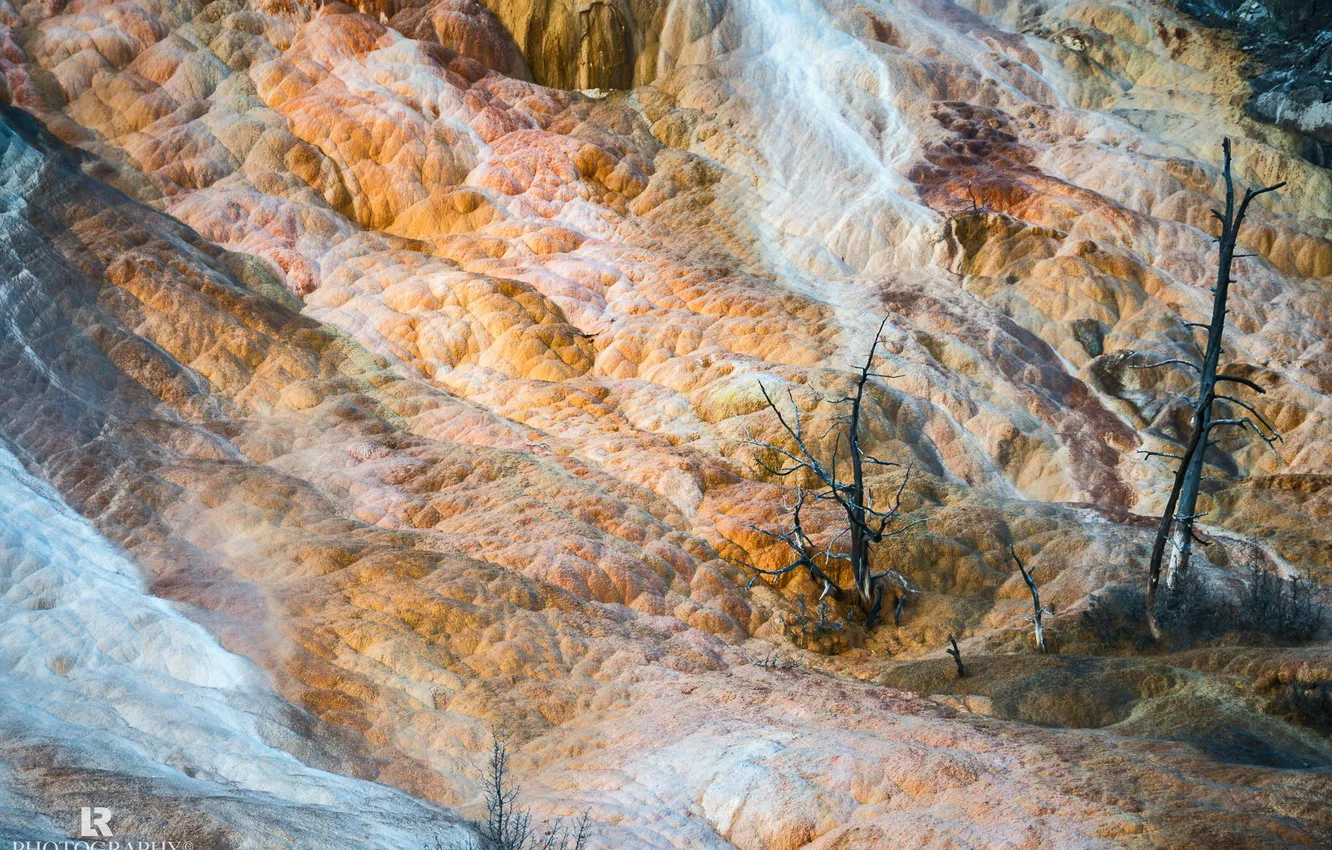 Photo wallpaper trees, nature, Yellowstone National Park