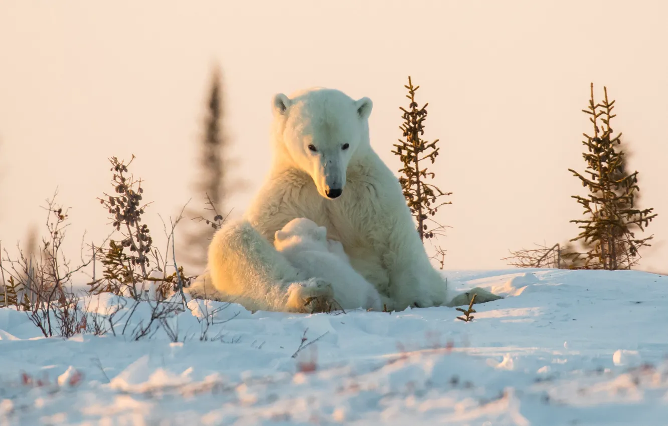 Photo wallpaper winter, snow, bear, cub, bear, Polar bears, Polar bears