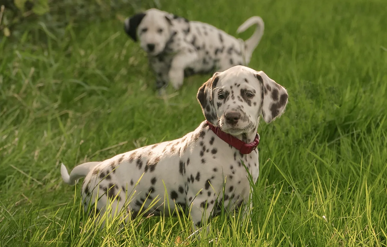 Photo wallpaper grass, look, dog, puppy, collar, walk, Dalmatian