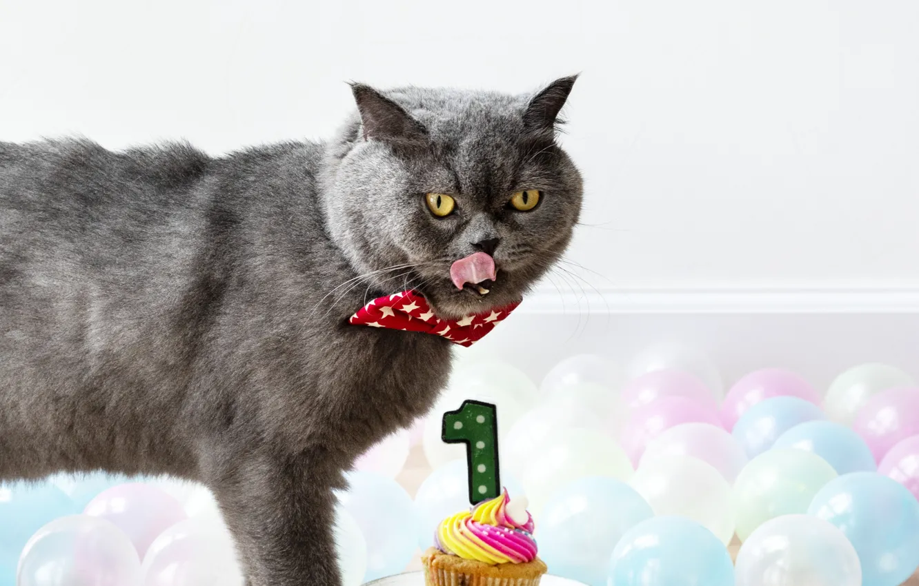 Photo wallpaper cat, cat, balls, birthday