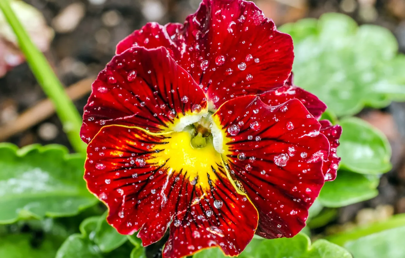 Photo wallpaper PETALS, ROSA, WATER, DROPS, RED, MACRO, PANSY