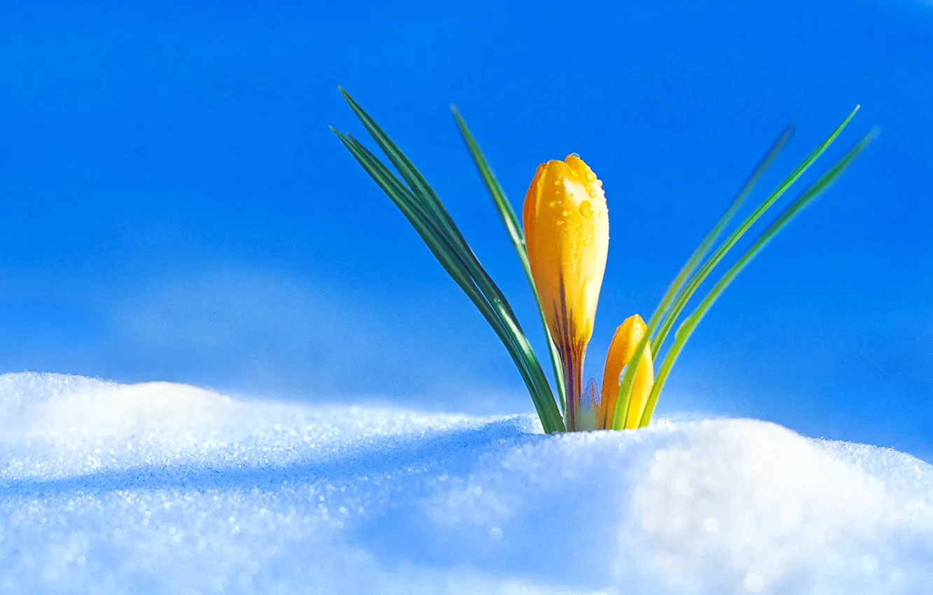 Photo wallpaper snow, spring, Bud, Krokus