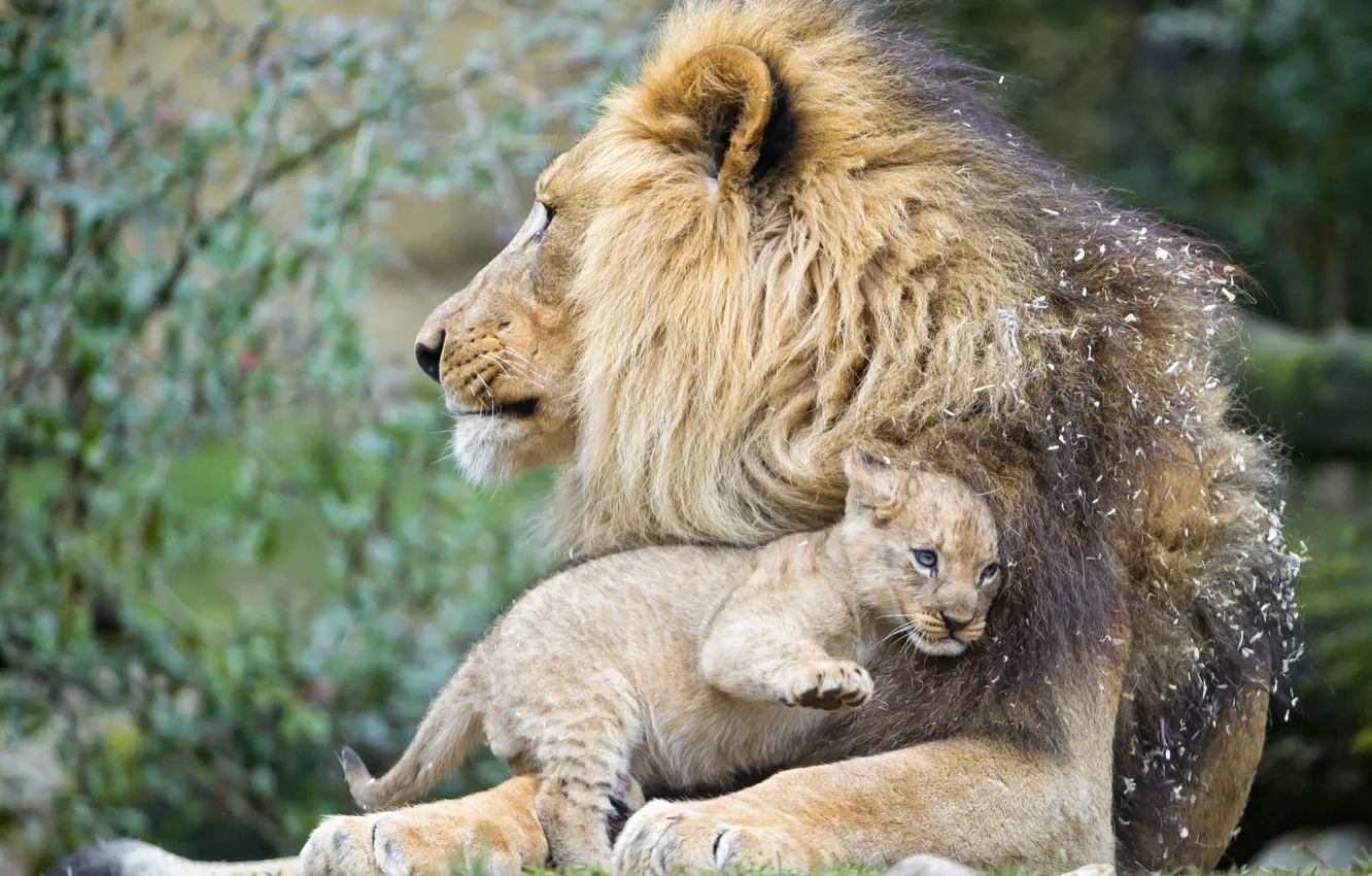 Photo wallpaper cat, Leo, cub, kitty, lion, ©Tambako The Jaguar