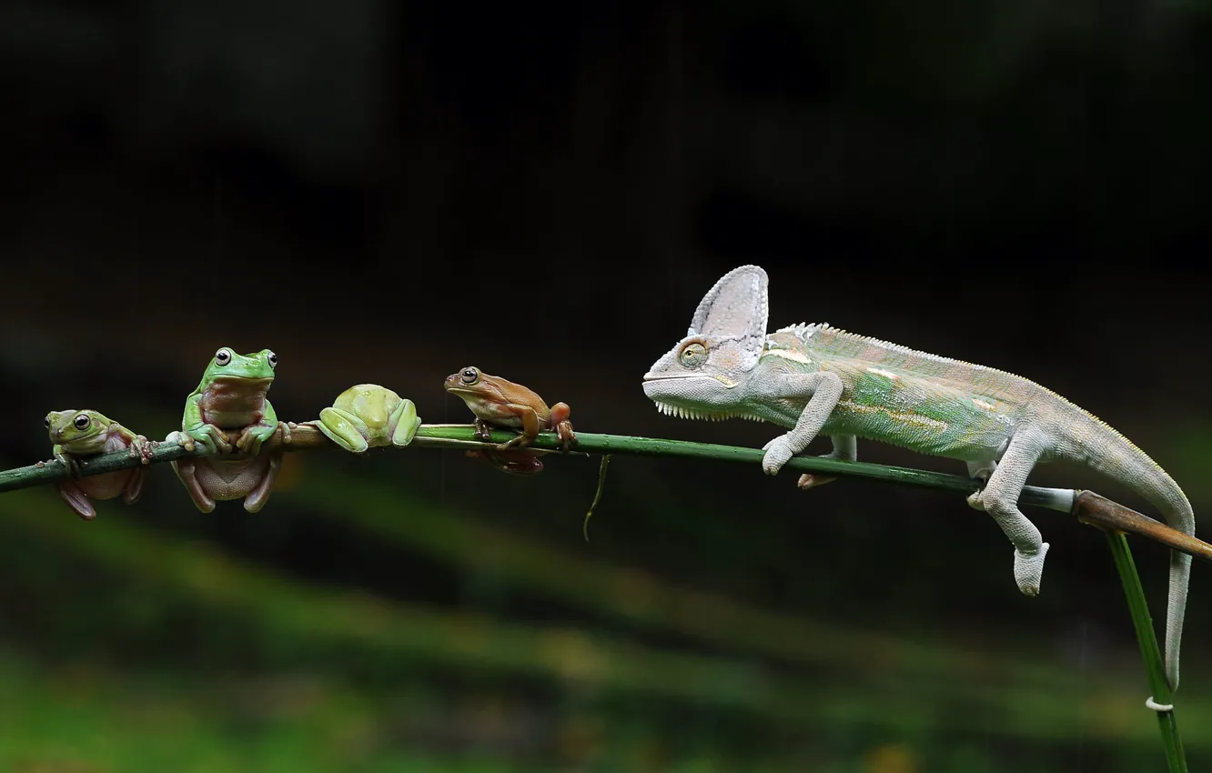 Photo wallpaper look, pose, chameleon, the dark background, background, frog, stem, bokeh