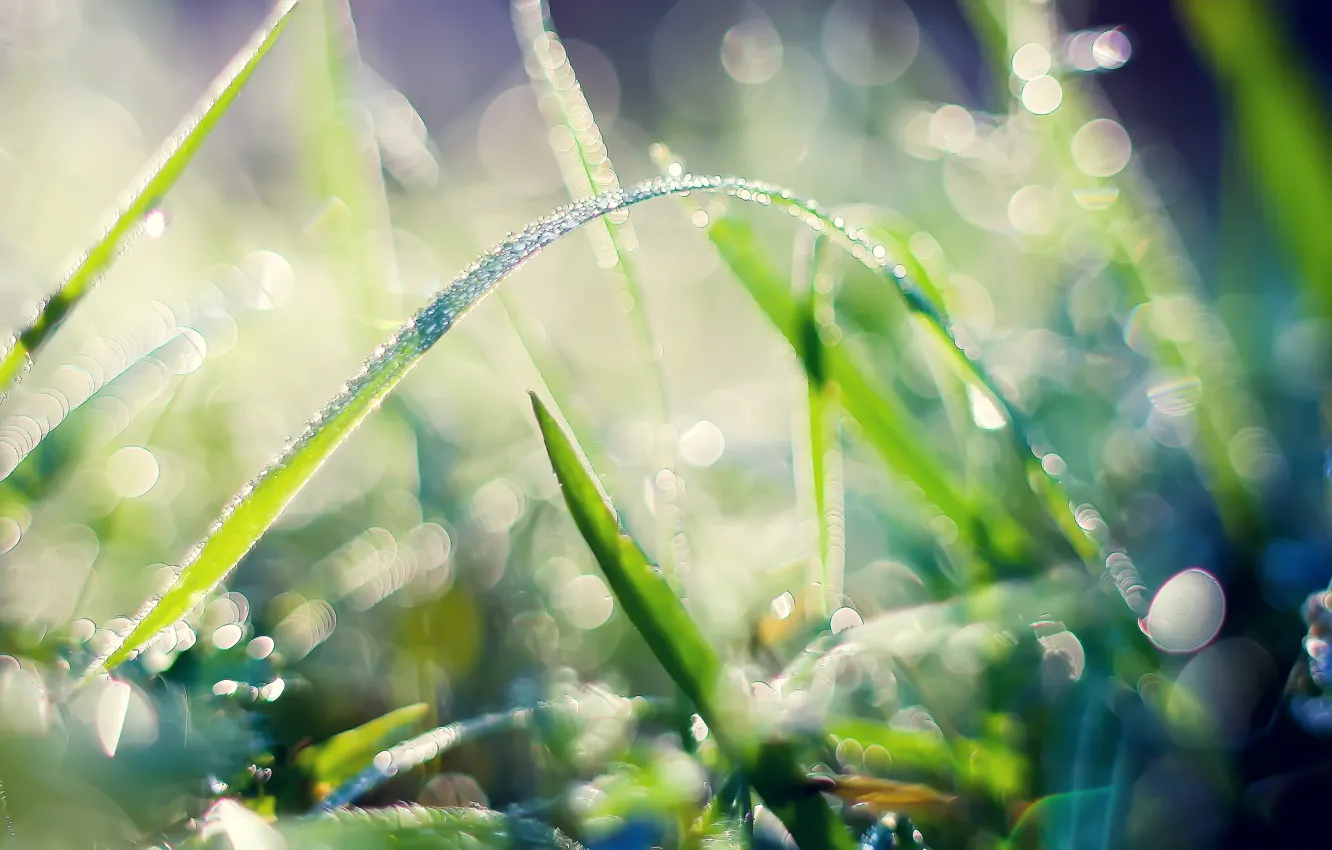 Photo wallpaper grass, macro, nature, Rosa, petals