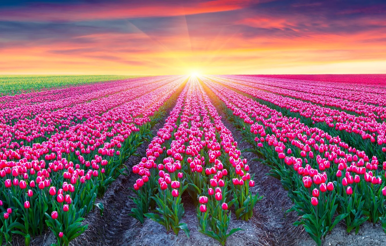 Photo wallpaper field, sunset, flowers, nature, dawn, tulips