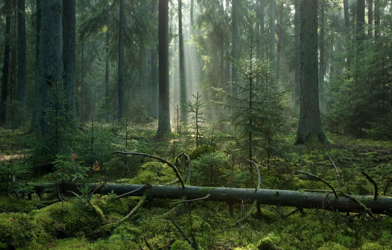 Photo wallpaper forest, rays, light, trees, nature