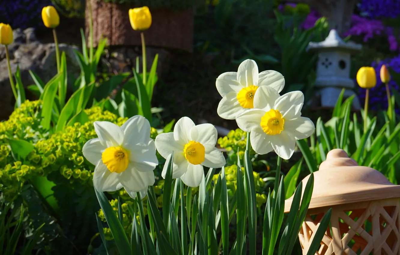 Photo wallpaper flowers, nature, garden, tulips, daffodils