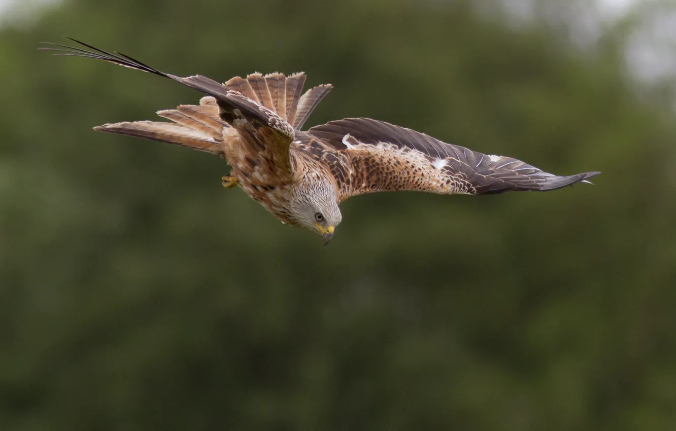 Photo wallpaper flight, bird, hunting, red kite
