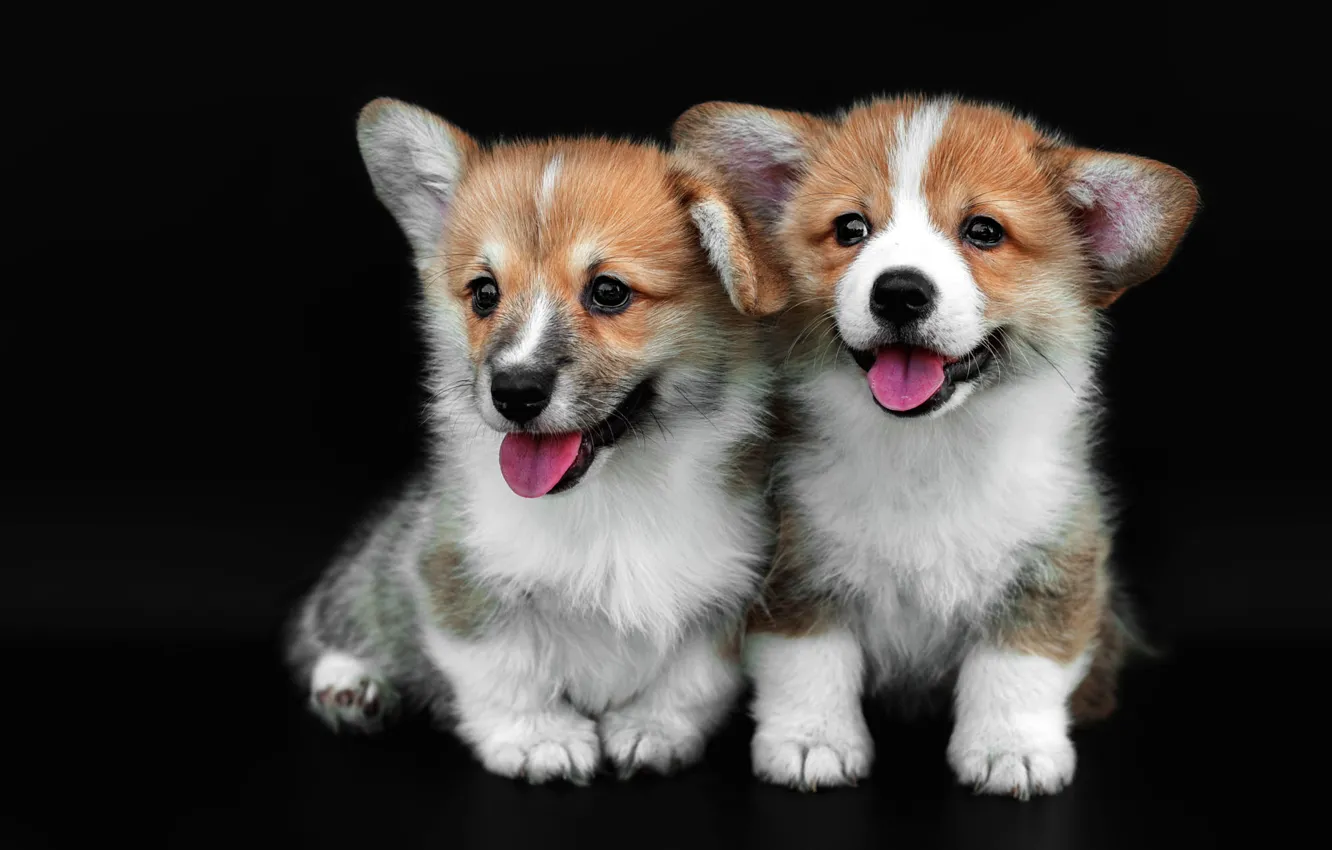 Photo wallpaper dogs, dog, puppies, puppy, black background, a couple, two, two dogs