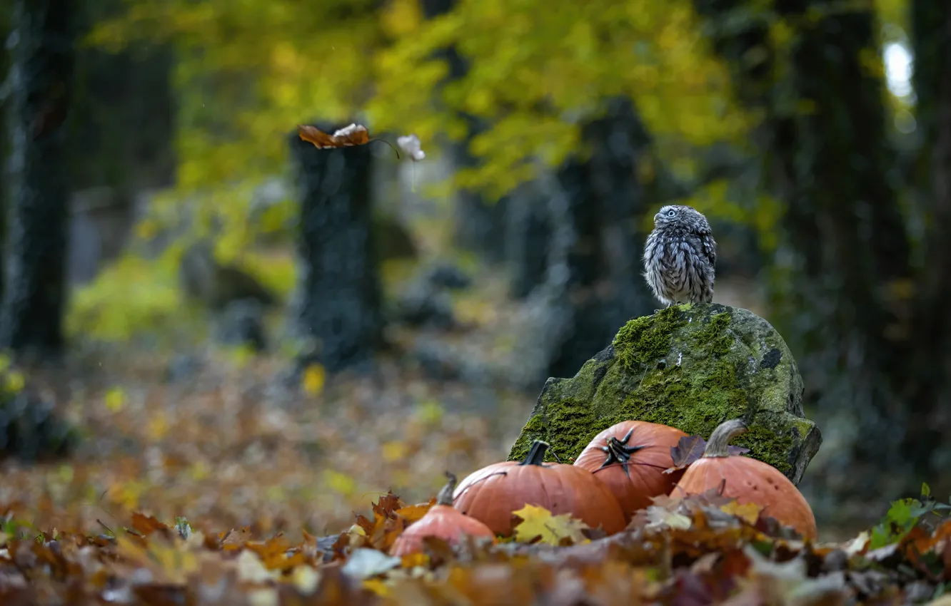Photo wallpaper autumn, forest, trees, nature, Park, owl, bird, glade