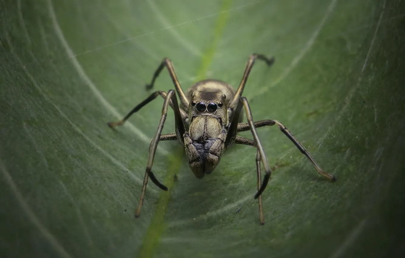 Photo wallpaper green, Spider, leave
