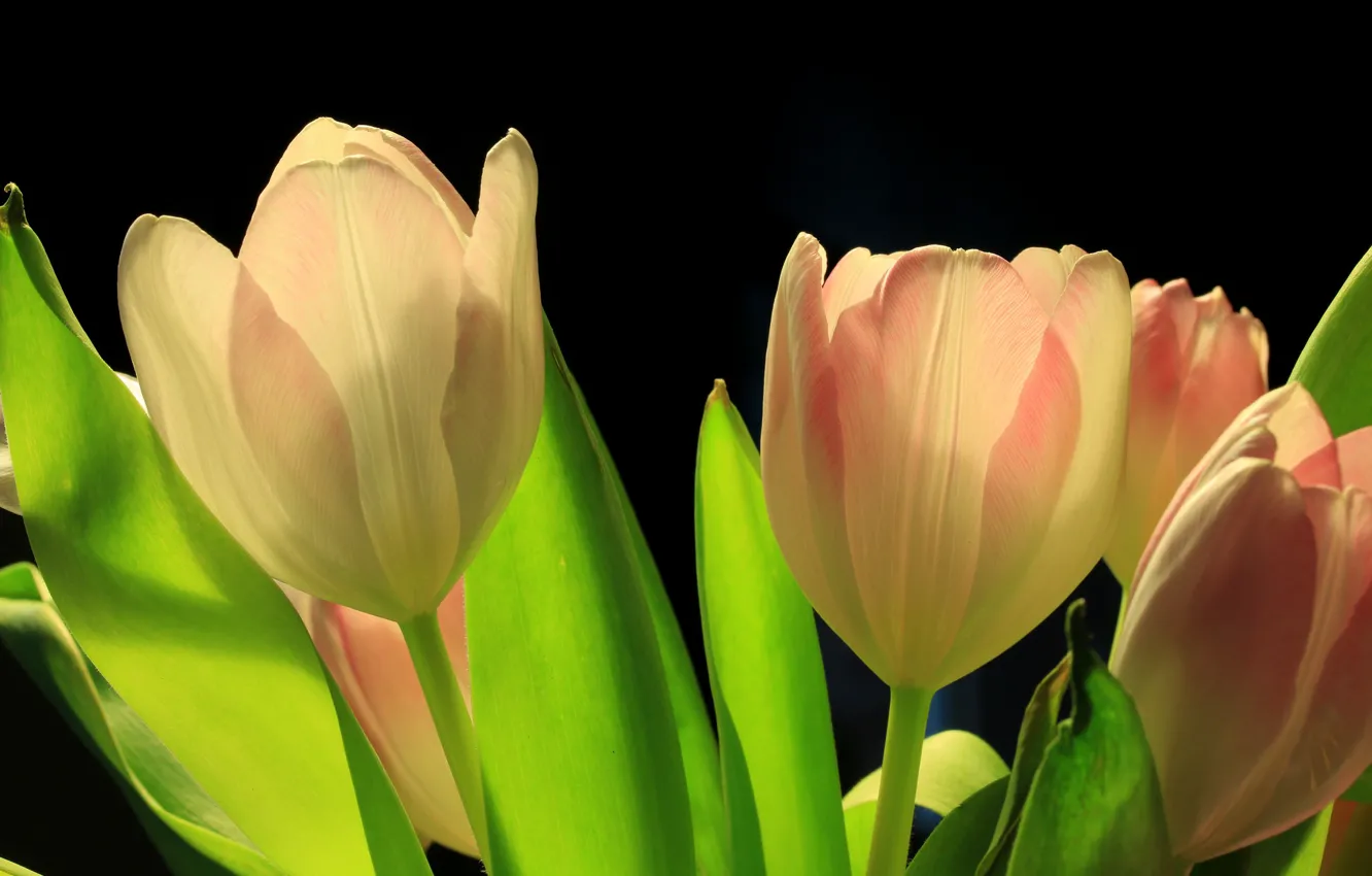 Photo wallpaper leaves, Tulip, spring, petals