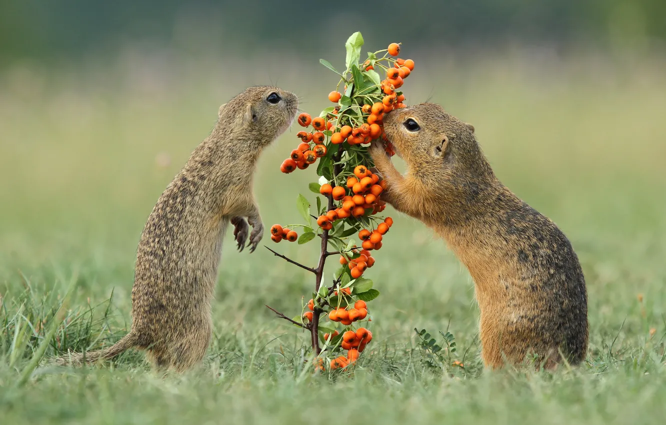 Photo wallpaper grass, look, branches, pose, berries, glade, two, legs