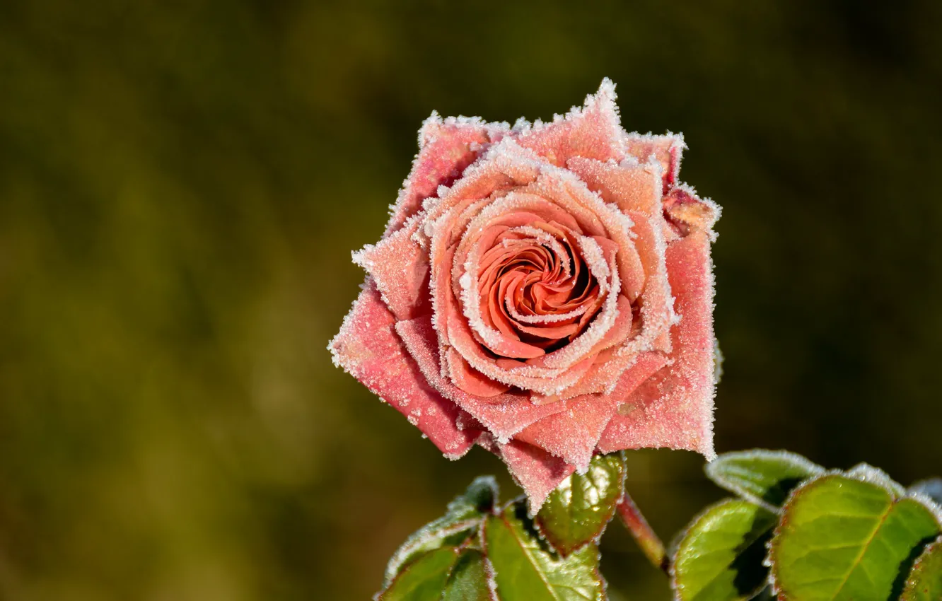 Photo wallpaper frost, leaves, macro, flowers, orange, background, roses, salmon