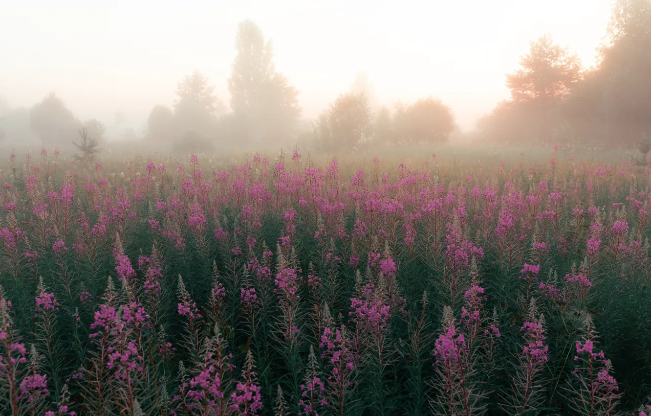 Photo wallpaper field, summer, the sky, light, trees, flowers, nature, fog